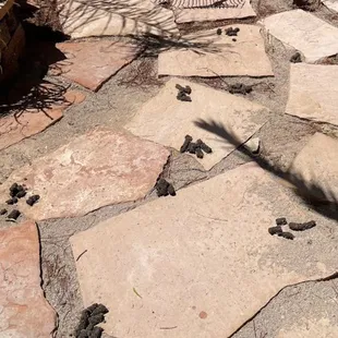Pet poop removal