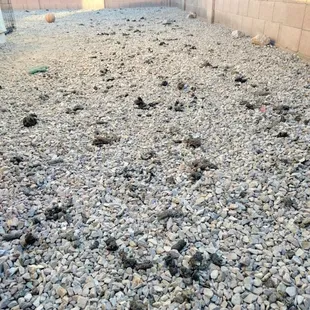 Pet waste disposal