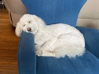 Indian Hills Animal Clinic