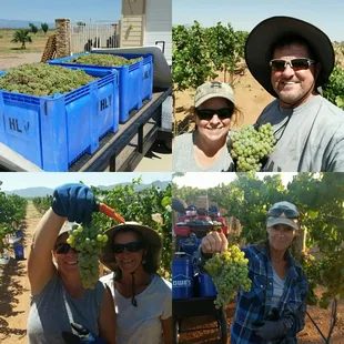 Picpoul Blanc harvest 2017