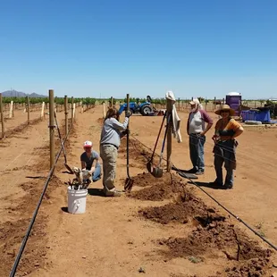 Malbec planting 2017