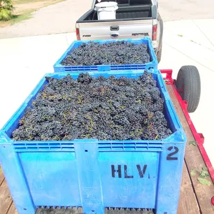 On the way to the crush plant with 2018 2nd harvest.. 2,149lbs of Lemberger. We tripled our weight from 2017