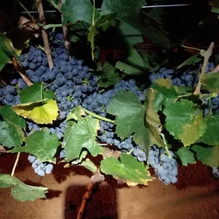 early morning shot of Lemberger