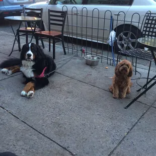 Best friends Tupper and Lola wait for treats