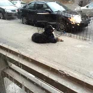 Tupper loves High Point. Always hoping some friends will stop by or someone will bring him a treat.