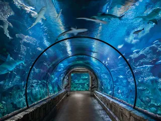 Shark Reef Aquarium