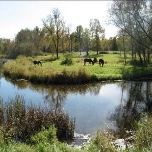 horses grazing in a field next to a river