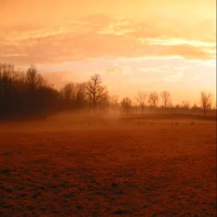 a large field with animals in the distance