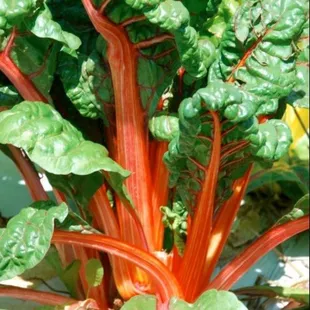 a close up of a plant with bright green leaves