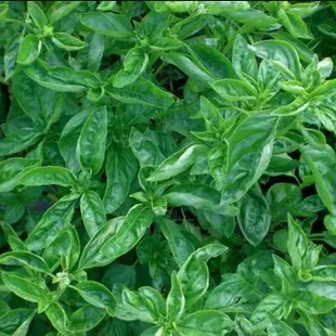 a close up of a green plant