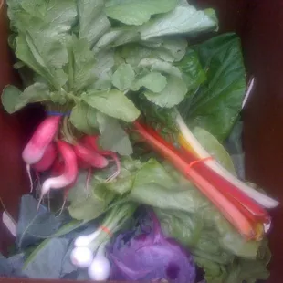 Week 3: Organic kohlrabi, strawberries, zucchini, chard (rainbow &amp; green), radishes, lettuce, cilantro, &amp; more!