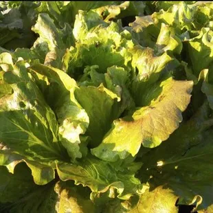 lettuce growing in a container