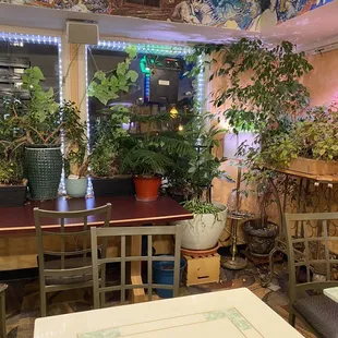 Plants galore