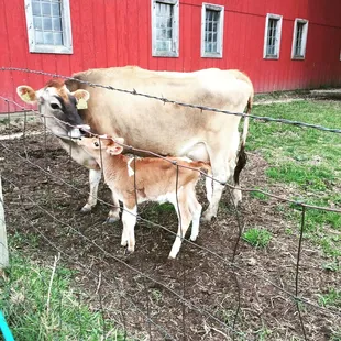 a mother cow and her calf
