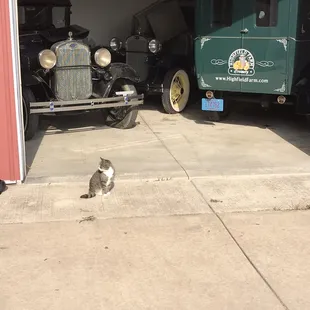 Old milk delivery truck and mousers