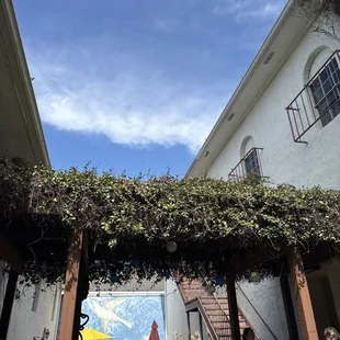 Courtyard outside feeding Highland Coffees