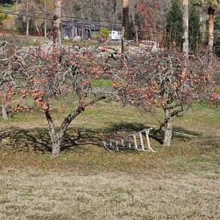 The abundance of fruit on the trees!