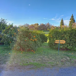 Mandarin Orchard. You are not allowed to pick mandarins.