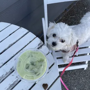 a small white dog on a leash next to a cup of green smoothie