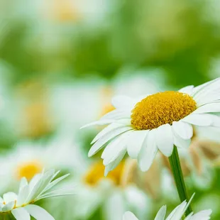 More from the patch of daisy's