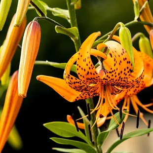 Possible tiger lilies?  I dunno, spotted and beautiful in the entry garden @ Highland Park