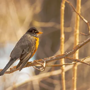 An American robin stopping for some rest along the trail on a winter day.
