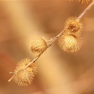 dried cockle burr on a cold winter day.