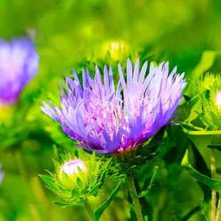 Stokes aster in the garden @ Highland Park
