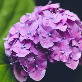 Hydrangea flowers in the park.