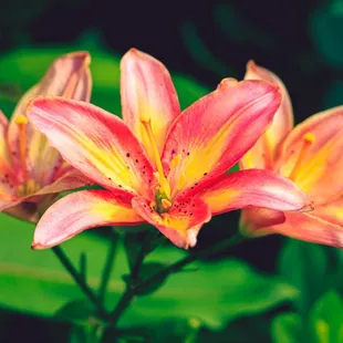 Lilies in the garden