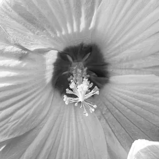 Rose of sharon flower
