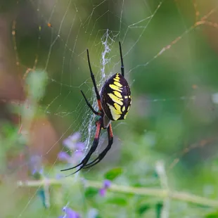 A yellow garden spider in the entry garden @ Highland Park