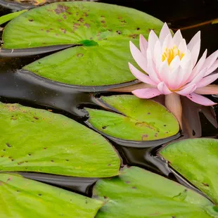 Another beautiful water lily at Carnegie lake pond in Highland Park.