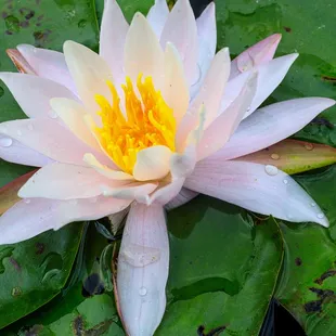 Up close and personal with a water lily on the pond at Carnegie lake.