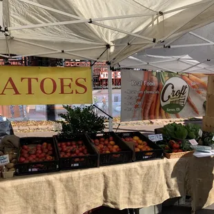 tomatoes under a canopy