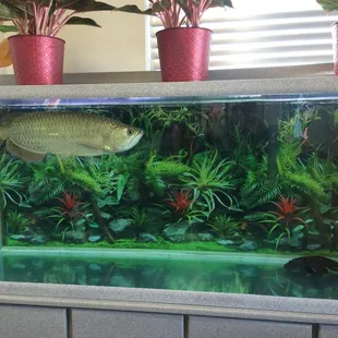 Sushi anyone? Gigantic fish in a nice tank.
