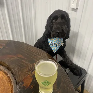 a dog sitting at a table with a glass of beer