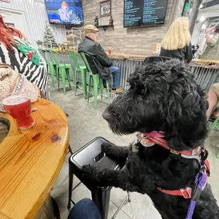 a dog sitting at a table