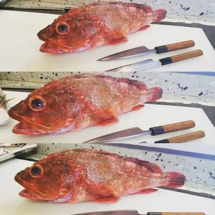 food, sashimi, sushi and sashimi, sushi