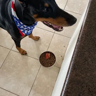 a black and tan dog standing in front of a bowl of food