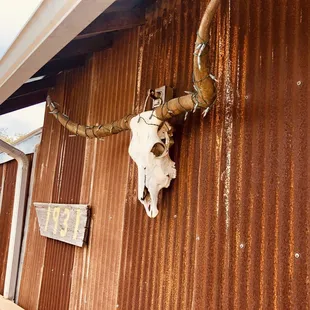 a cow skull mounted on the side of a building