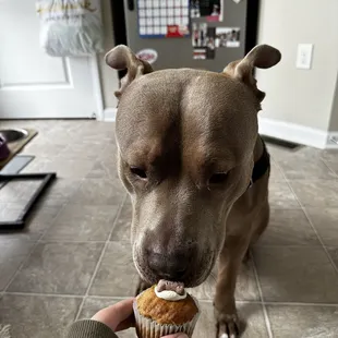 Pupcake