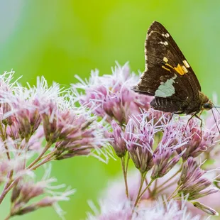 silver spotted skipper butterfly on joe pye weed