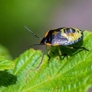 The green stinkbug on a leaf