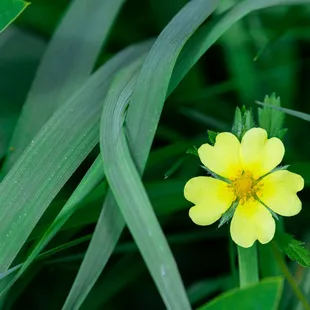 orange cinquefoil