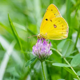 orange sulphur butterfly