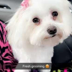 Another fabulous spa day for Rosie at Hillrise Kennels!!! They do such an amazing job with her every time!!!