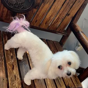 Toy Maltese Freshly groomed and fun fur coloring