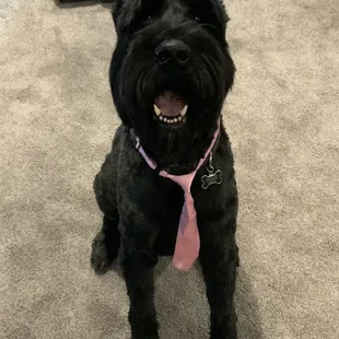 Grooming with Amanda 2/14/24. Great job!!!