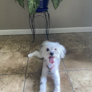 He was extremely happy after the hair cut!